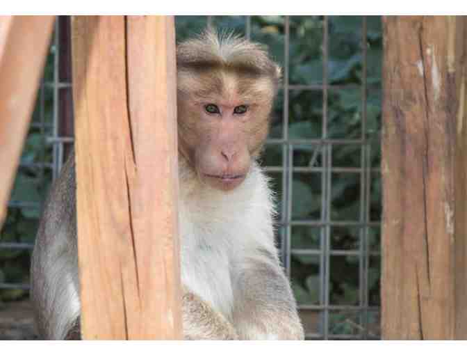 Original Primate Art by Merkyx