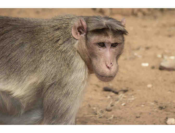 Original Primate Art by Grinch