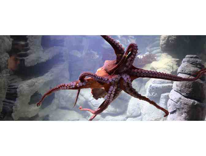 New England Aquarium: 4 Tickets
