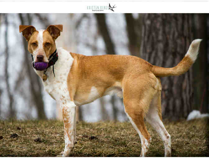 Professional Dog Photo Shoot with Kristen Renee Photography