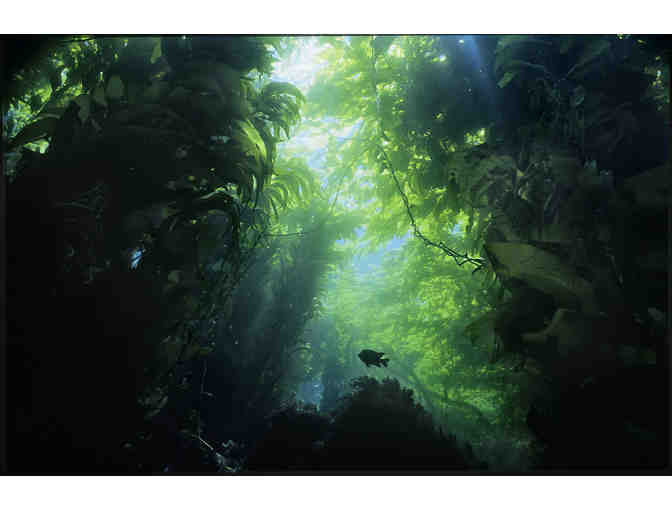 "Kelp Forest/Garibaldi Silhouette" Signed By (legally blind) Photographer Bruce Hall - Photo 1