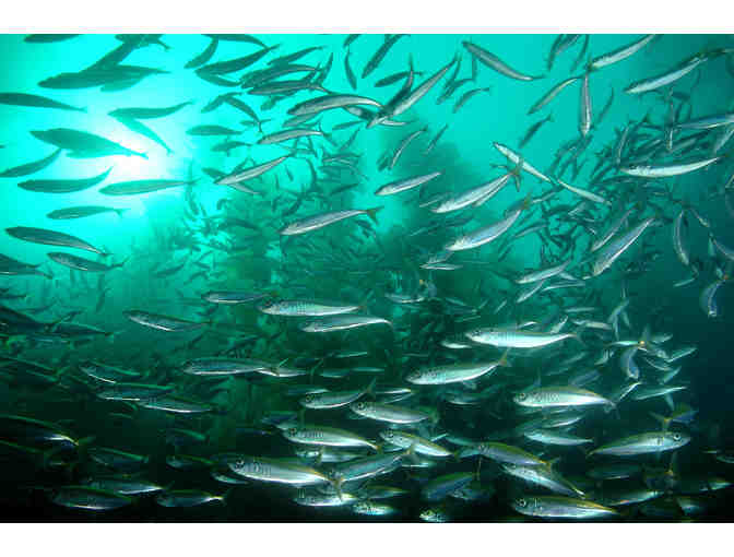 "Schooling Fish" Signed by (legally blind) Photographer Bruce Hall - Photo 1