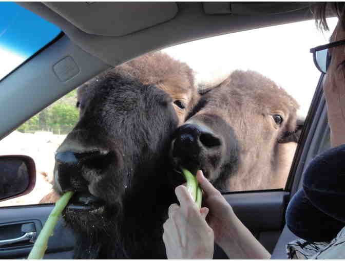 VIP Pass for 6 to African Safari Wildlife Park - Port Clinton, OH