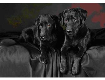 Distinctive Dogs Portrait Sitting