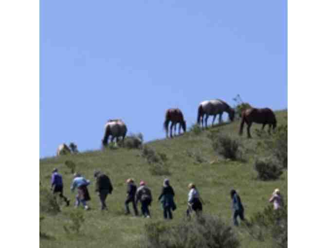 3-Hour Wild Horse Hiking Adventure for 4 from Return to Freedom Wild Horse Sanctuary