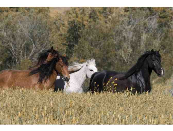 3-Hour Wild Horse Hiking Adventure for 4 from Return to Freedom Wild Horse Sanctuary