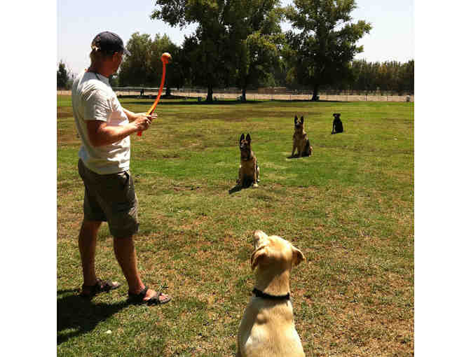 1 Hour Private Dog Training Session with Kurt Burk of Canine Conservatory