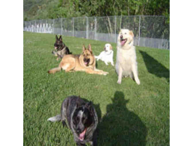 2 Days of Doggie Daycare - Topanga Pet Resort