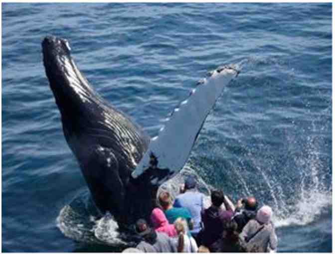 Create Memories Aboard a New England Aquarium Whale Watch