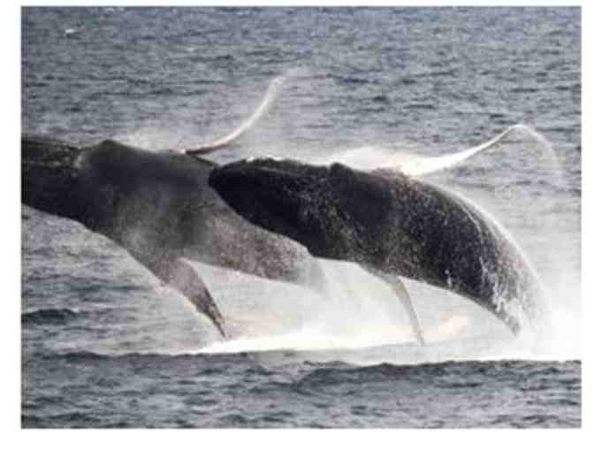 Create Memories Aboard a New England Aquarium Whale Watch