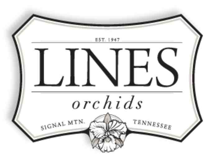 Lines Orchids - $50 gift certificate