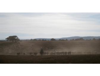 One Week for 2 at Breathtaking New Mexico Mountaintop Guest Ranch