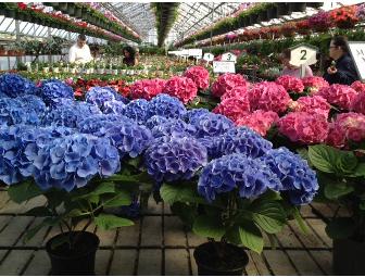 4 Hours Professional Landscaping & $200 Gift Certificate to Kanes Flower World