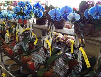 4 Hours Professional Landscaping & $200 Gift Certificate to Kanes Flower World