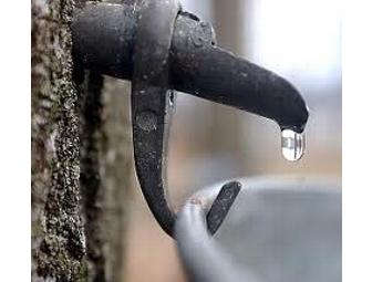 Maple Sugaring on the Brookwood Campus