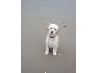 'Get on Your Bed' Dog Training with Scott Williams