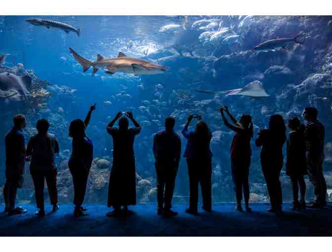 Four (4) Admission Tickets to The Florida Aquarium