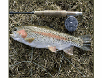 Fly Fishing Lessons for Two