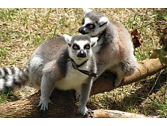 Museum of Life and Science - Durham