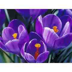 Dennis & Rochelle Abline