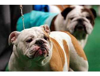 4 VIP SUITE SEATS - 137th Annual Westminster Dog Show at Madison Square Garden