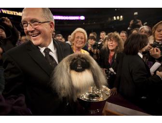 4 VIP SUITE SEATS - 137th Annual Westminster Dog Show at Madison Square Garden