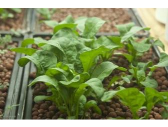 URBAN FARMER: Hydroponics Lesson from Boswyck Farms