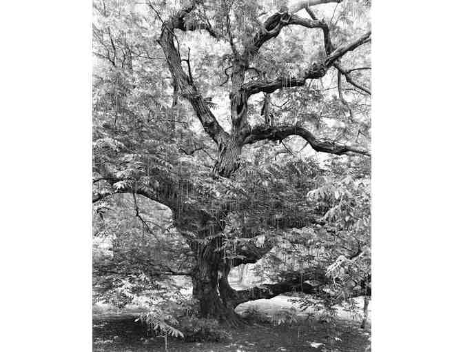New York Arbor by Mitch Epstein signed by the renowned photographer