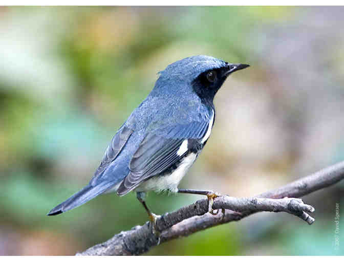 Central Park Birding Adventure with National Audubon Society Expert David Ringer