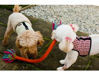 Gift certificate for one Frannie's small dog harness