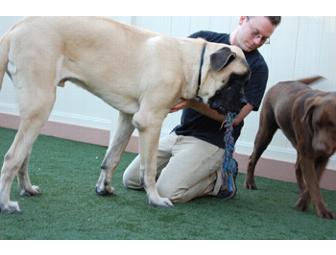 A Weekend Getaway For Your Dog At Citizen Caine