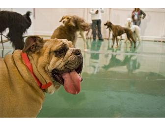 Two (2) Free Nights in a Deluxe Suite With Extras From Wag Hotels