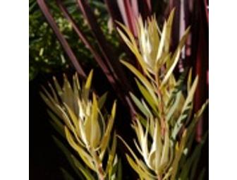 $35 Gift Certificate to East Bay Nursery