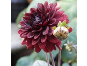 $35 Gift Certificate to East Bay Nursery