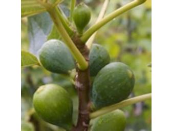 $35 Gift Certificate to East Bay Nursery