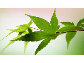 Garden Consultation Package