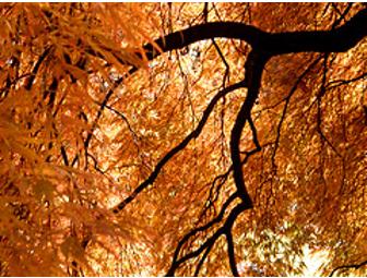 Garden Consultation Package