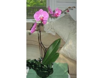 Orchid Plant from Brattle Square Florist