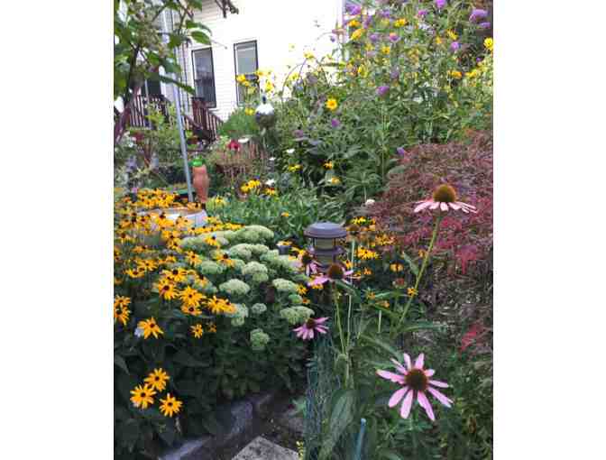Perennial Plants from a Cambridge Garden