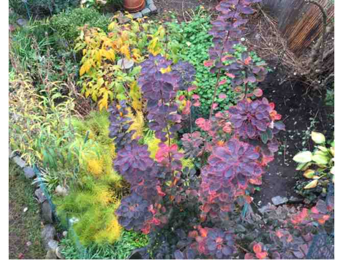 Perennial Plants from a Cambridge Garden