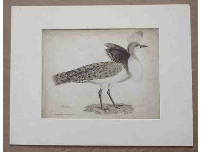 Engraving of a Houbara bird 1804