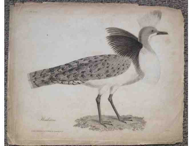 Engraving of a Houbara bird 1804