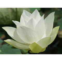 Shasaleen Salon & Day Spa