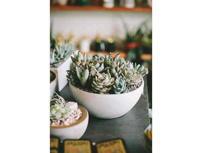 Beautiful Succulent Planter from Wildflora