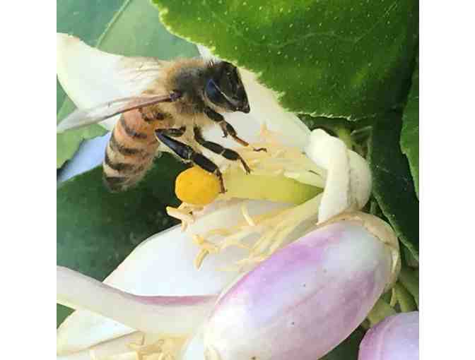 Intro to Bee Keeping & Apitherapy by Beekeeper Cecilia Infante at the Bee's Knee Apiary