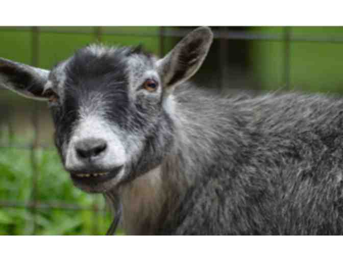 Brandywine Zoo - Wilmington DE