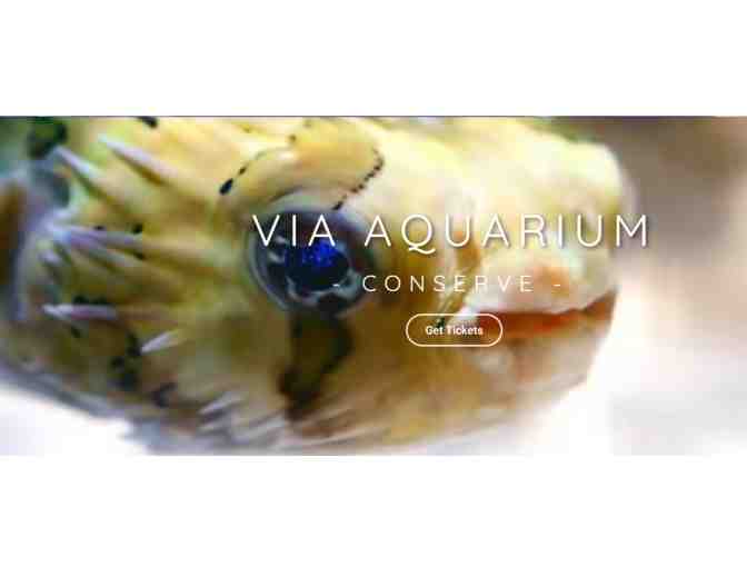 Via Aquarium - Schenectady NY