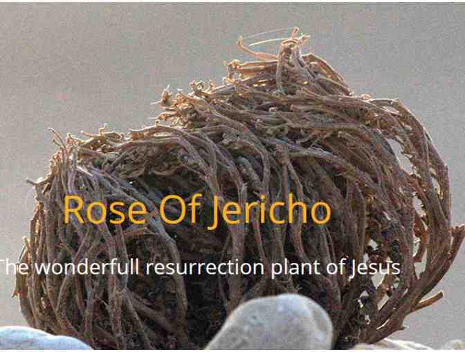 Jericho Rose - Resurrection Plant (Large)