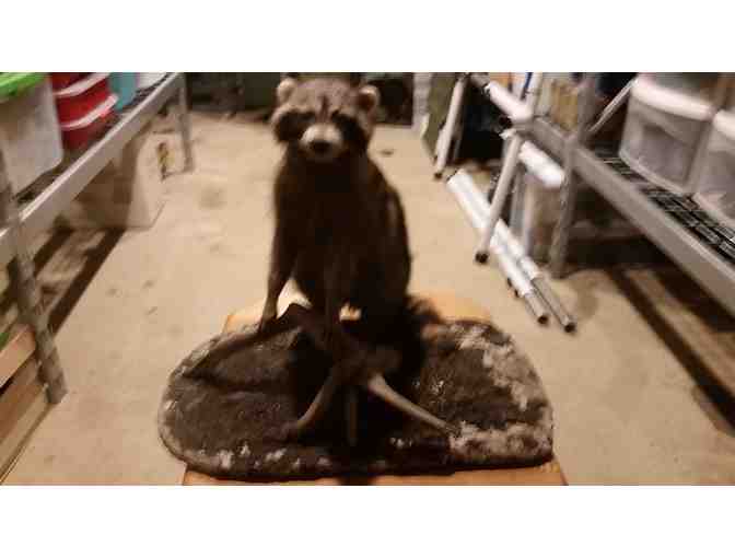 Racoon Taxidermy Mount