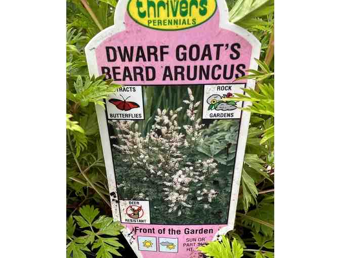 Three Dwarf Goat's Beard Aruncus - Perennials